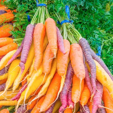 Carrot Seed Essential Oil Steam Distilled 2